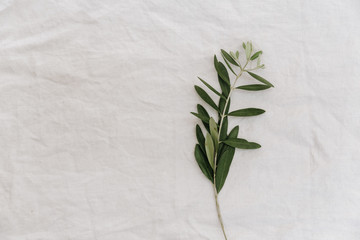 Olive branch on linen background, minimalist concept