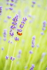 ladybug handing under lavender flower on the field