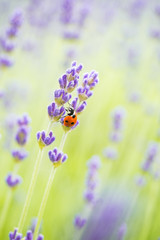 ladybug climbing on the thin lavender flower 