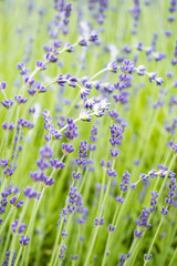 few curved white flowers on the purple lavender field