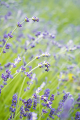 high-key lavender field in vertical form 