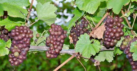 Grapes