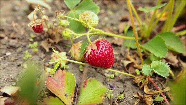 Organic strawberry fruits on the branch. Closeup shot.