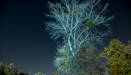 Tree night © Krzysztof