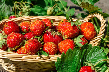 harvested strawberries in a basket on the field