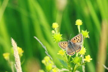 ベニシジミチョウ
