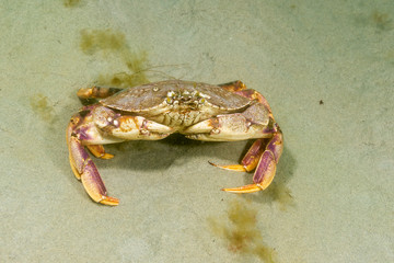 Atlantic Rock Crab