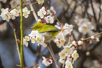 梅の花とメジロ
