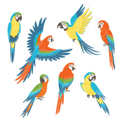 Fototapeta premium Set kolorowe ar papugi odizolowywać na białym tle