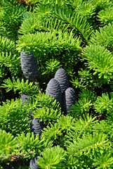 Jodła koreańska - Abies koreana