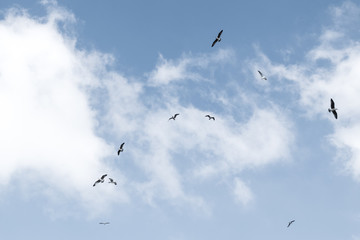 Birds