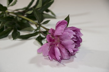 Peony flower - many layered petals.