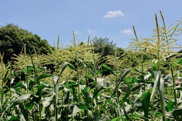 Obraz premium 初夏のとうもろこし