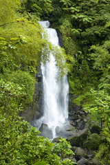 Fototapeta na wymiar Trafalgar Falls, Dominica