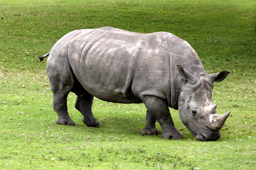 Obraz premium Two Horned Rhinoceros