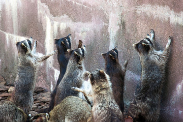 Obraz premium a group of cute raccoons begging