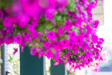 geranium on the street on the facade of the house