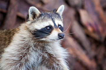 cute muzzle of a raccoon