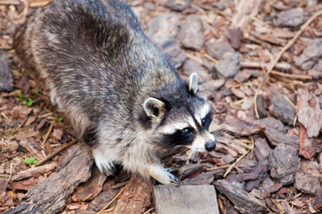 cute chubby raccoon
