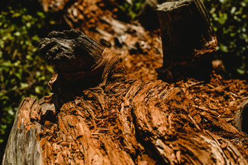 Textures of old and aged  wood and tree trunks