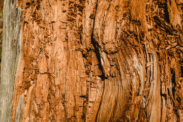 Textures of old and aged  wood and tree trunks