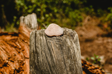 Fototapeta premium Textures of old and aged wood and tree trunks with shell