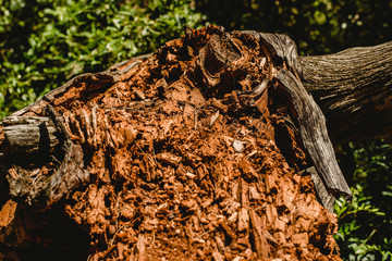 Textures of old and aged  wood and tree trunks