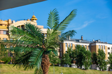 Fototapeta na wymiar Palm tree on the background of the hotel and the blue sky