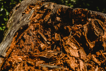 Textures of old and aged  wood and tree trunks