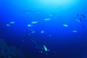 Fototapeta na wymiar Tuna fish 
