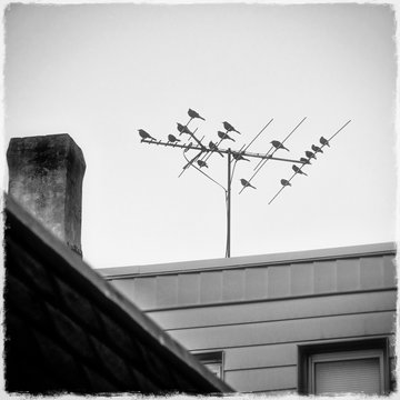 startlings  troup