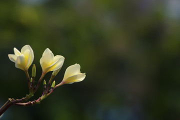 Obraz premium Plumeria flowers in the garden.