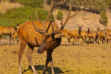 Bashful Elk 