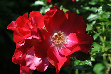 Róża  © bnorbert3