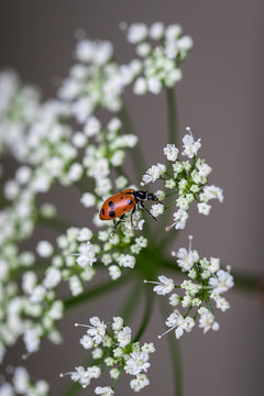 ladybug