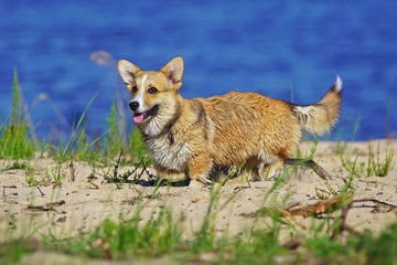 Cute Welsh Corgi Pembroke puppy walking outdoors on a sandy beach in summer