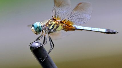 Dragon fly close up