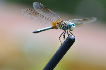 Dragonfly closeup