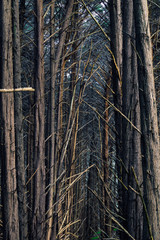 Obraz premium Grove of Monterey Cypress Trees