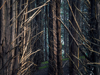 Grove of Monterey Cypress Trees