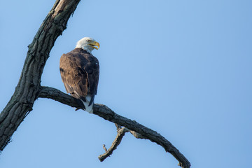 Perched Bald Eagle 