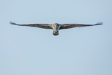Osprey in Flight wings spread with blue background