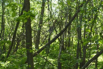 Fototapeta premium ecology forest background wood environment green foliage trees and branches