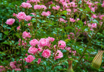 beautiful pink roses