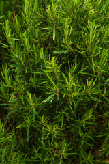 Rosemary plant