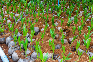 Coconut Perfume, Young coconut small trees.