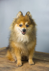 Pomeranian dogs are happy on a gray backdrop.