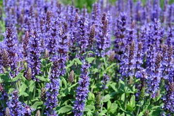 Szałwia - Salvia officinalis