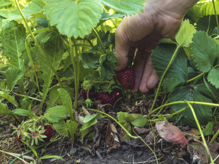 Naklejka na ściany i meble close up person gathering strawberry berries growing in garden