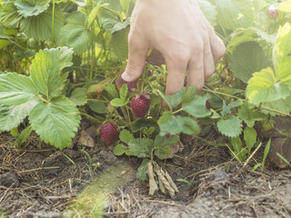 Naklejka na ściany i meble hand reaching the strawberry growing in the garden